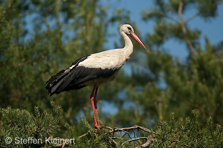 Weißstorch, Ciconia ciconia 033